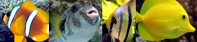fish examples