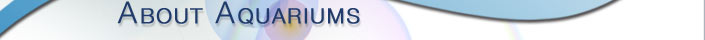 About Aquariums